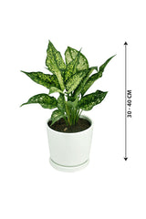 Aglaonema-Seide mit Keramiktopf