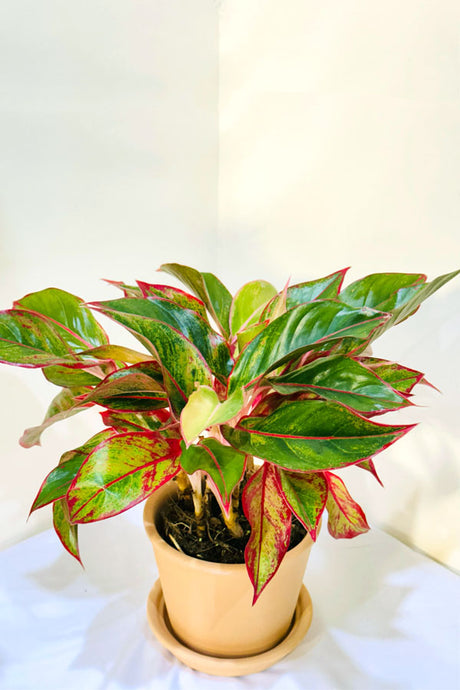 Aglaonema Red with Clay Pot