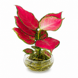 Vibrant green and pink foliage hydroponic houseplant