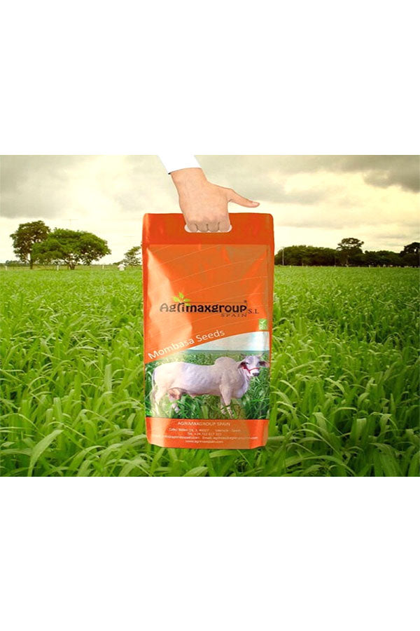 Bonicam Mombasa Premium Quality Seeds - Made in Spain, High Yield Grass Seeds
