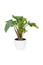 Alocasia Low Rider – Compact Elephant Ear plant with dark green, glossy leaves in a decorative pot