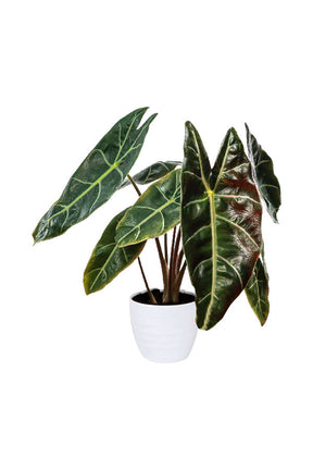 Alocasia Watsoniana – Rare tropical indoor plant with dark veined foliage

