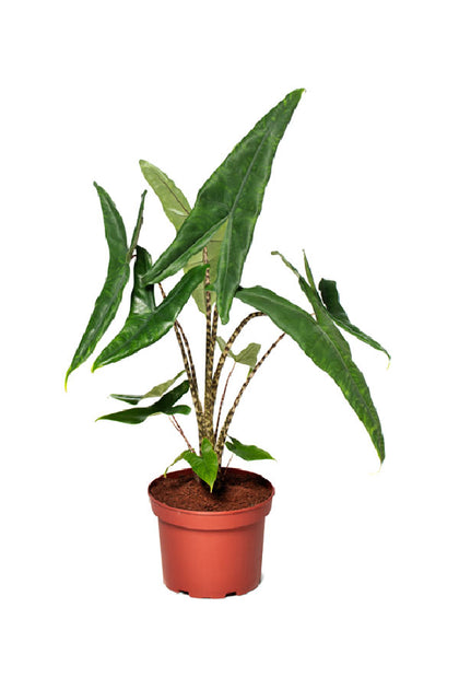 Alocasia Tigrina