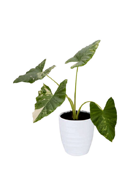Alocasia Macrorrhiza Variegata