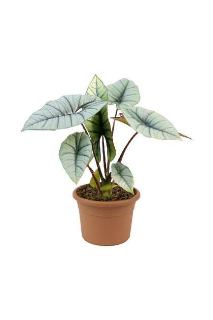Alocasia Platinum