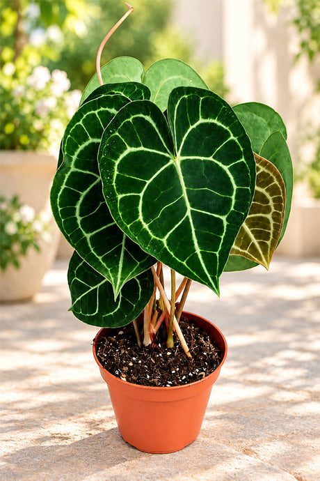Anthurium Clarinervium in terracotta pot styled on a sunny Dubai home patio, rare indoor plant