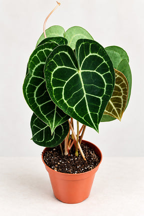 Anthurium Clarinervium with velvety heart-shaped leaves and white veins in terracotta pot