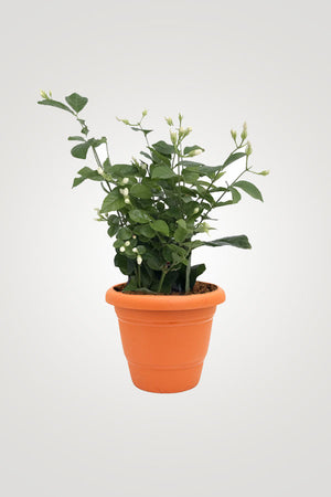 Flowering Plant Collection - Mixed Species - Plantsworld.ae