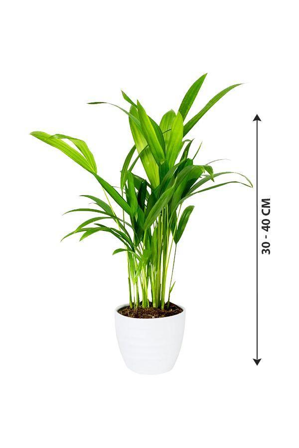 Areca Palm Indoor Small - - Areca Palm Indoor Small - - Plantsworld.ae