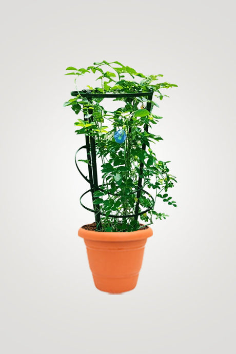 Creeping Flowering Plants