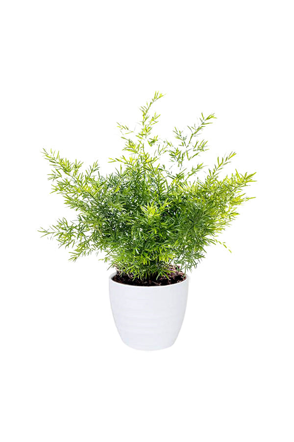 Asparagus Fern With Ceramic Pot- Climbing  Fern