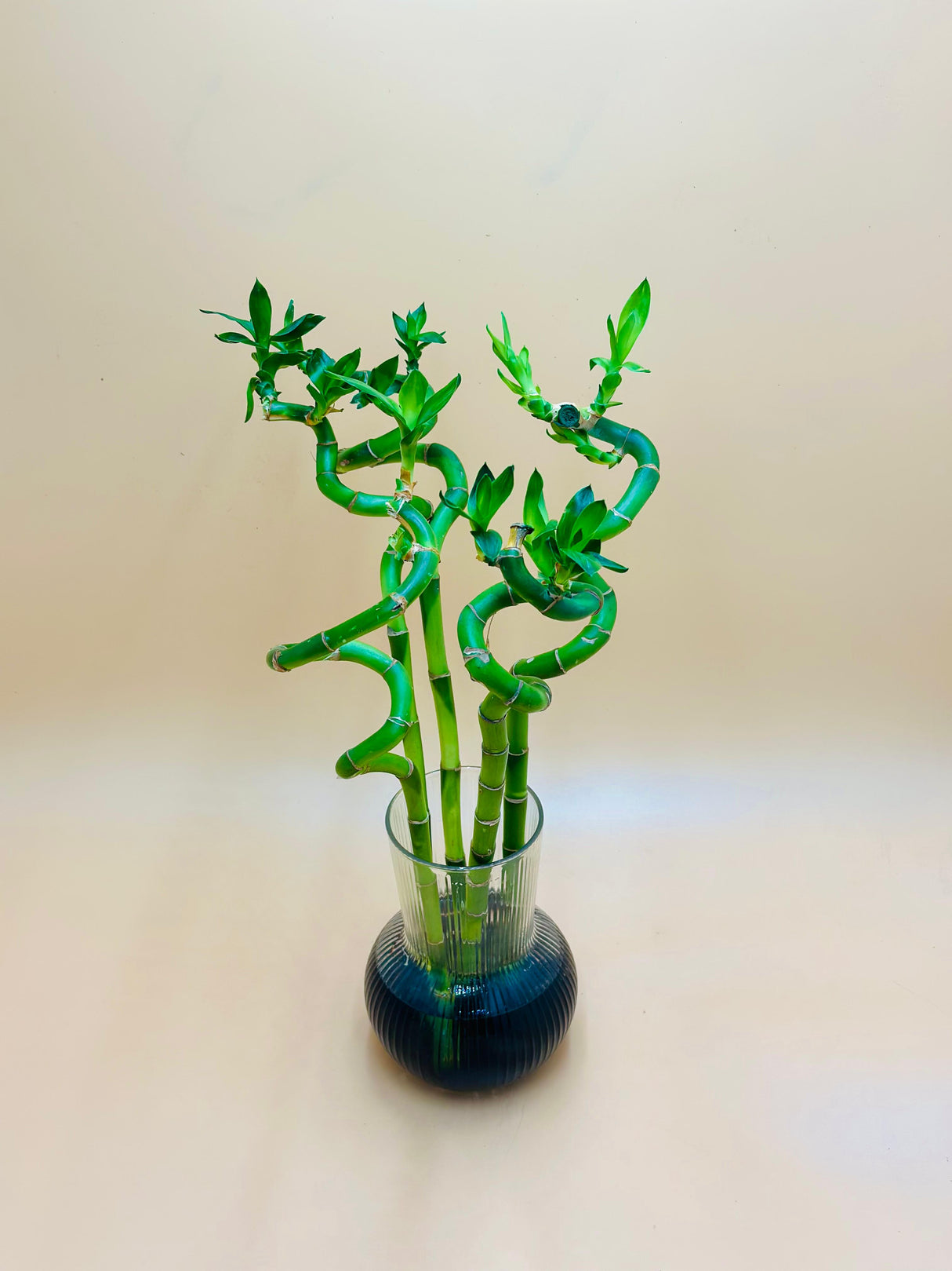 Lucky Bamboo Stick In Glass Vase With Black Stones