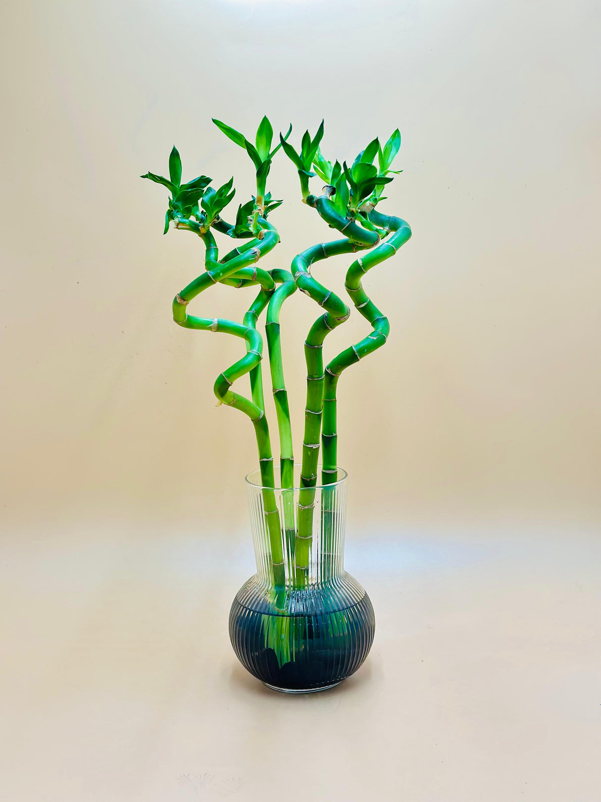 Lucky Bamboo Stick In Glass Vase With Black Stones