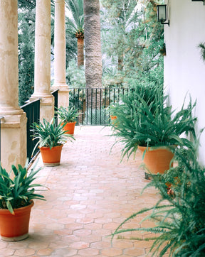 Balcony Garden – Ruby Edition with Flowering Plants and Designer Pots in Dubai


