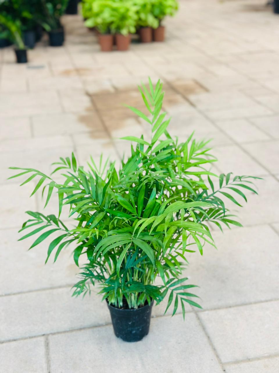 Bamboo Palm - Chamaedorea Elegans - Bushy