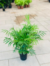 Bamboo Palm - Chamaedorea Elegans - Bushy