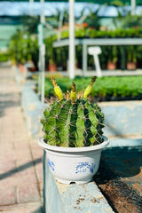 Barrel Cactus - Ferocactus Sp.