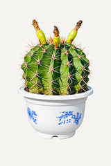 Barrel Cactus - Ferocactus Sp.