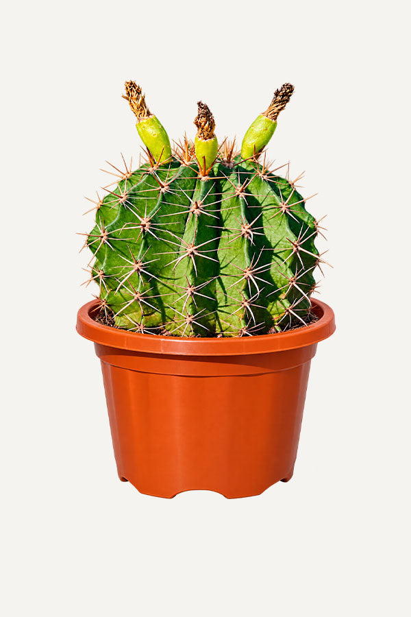 Barrel Cactus - Ferocactus Sp.
