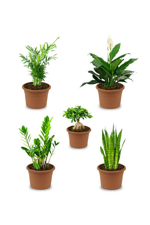 Basic Plant Combo - Mixed Species - Plantsworld.ae