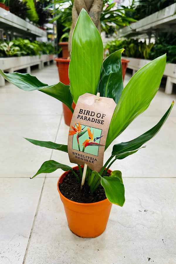 Bird of Paradise - Mini - Elegant Miniature Plant