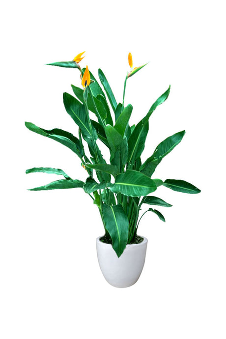 Paradiesvogel - Strelitzia Reginae - Blühende Zimmerpflanze