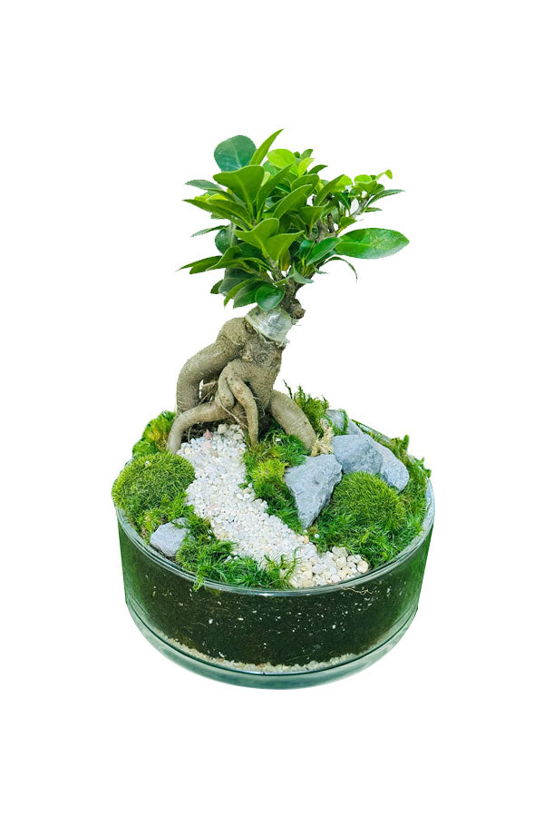 Bonsai With Glass Bowl Terrarium – Indoor Plant Gift – Elegant Bonsai in Glass Bowl