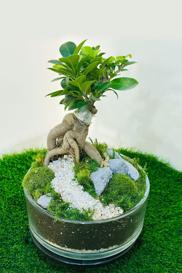 Buy Bonsai With Glass Bowl Terrarium plantsworld.ae