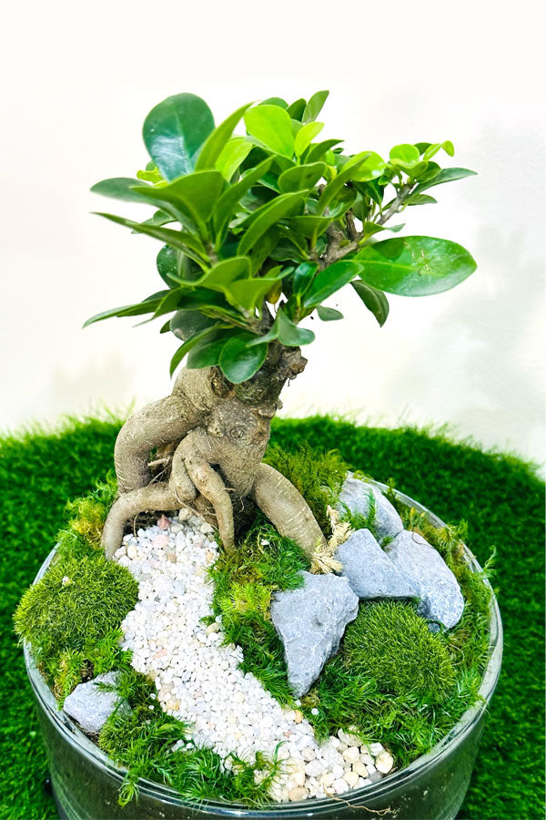 Bonsai With Glass Bowl - Terrarium