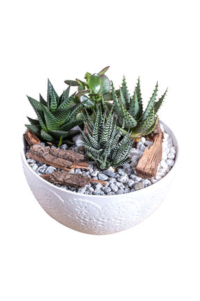 Botanic Beauty Bowls – Indoor Plant Dish Garden in Decorative Bowl