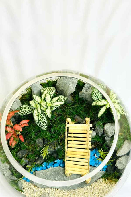 Botanic Beauty Terrarium