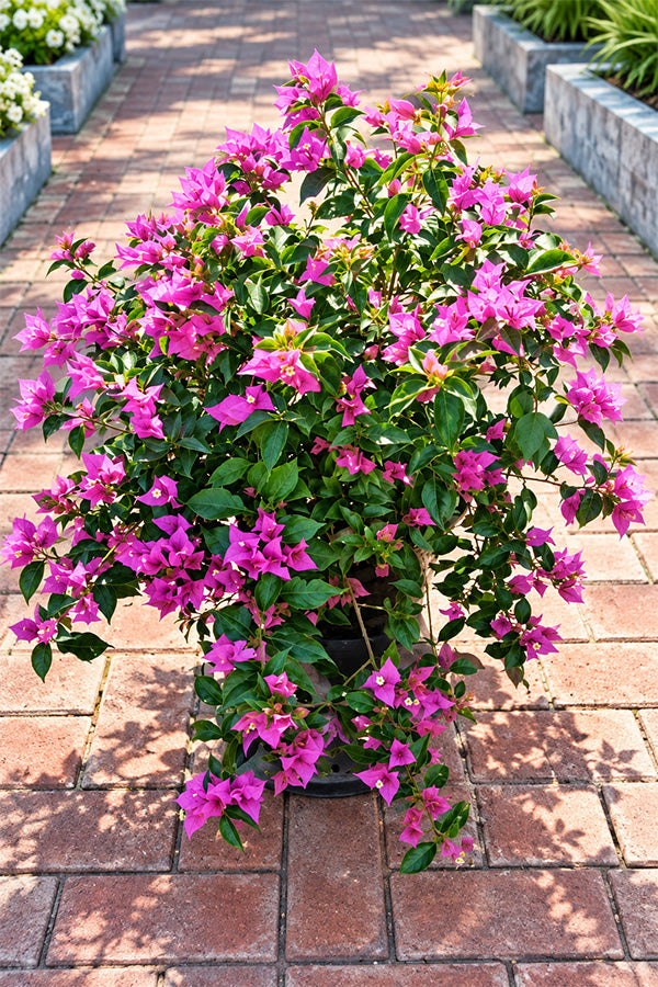 Bougainvillea Alexandra with masses of magenta bracts in nursery pot