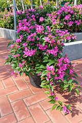Bougainvillea 'Alexandra' - Bougainvillea Glabra
