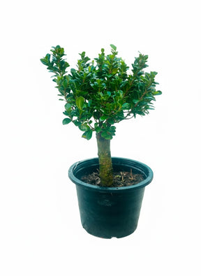 Boxwood shrub used for topiary design