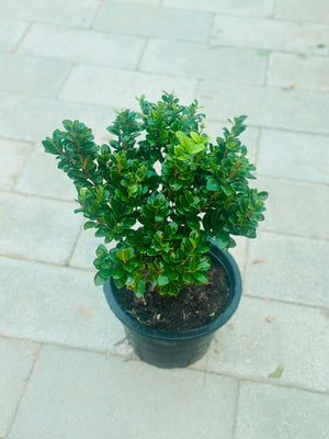 Boxwood Plant (Buxus) - Plantsworld.ae