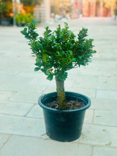 Boxwood Plant (Buxus) - Plantsworld.ae