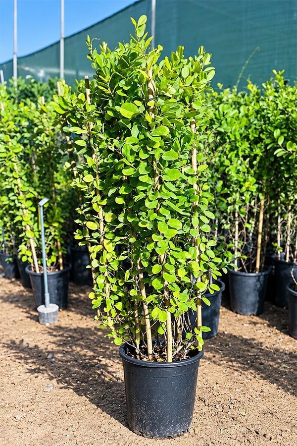 Brazilian Jasmine - Mandevilla Sanderi