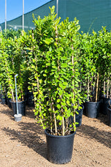 Brazilian Jasmine - Mandevilla Sanderi