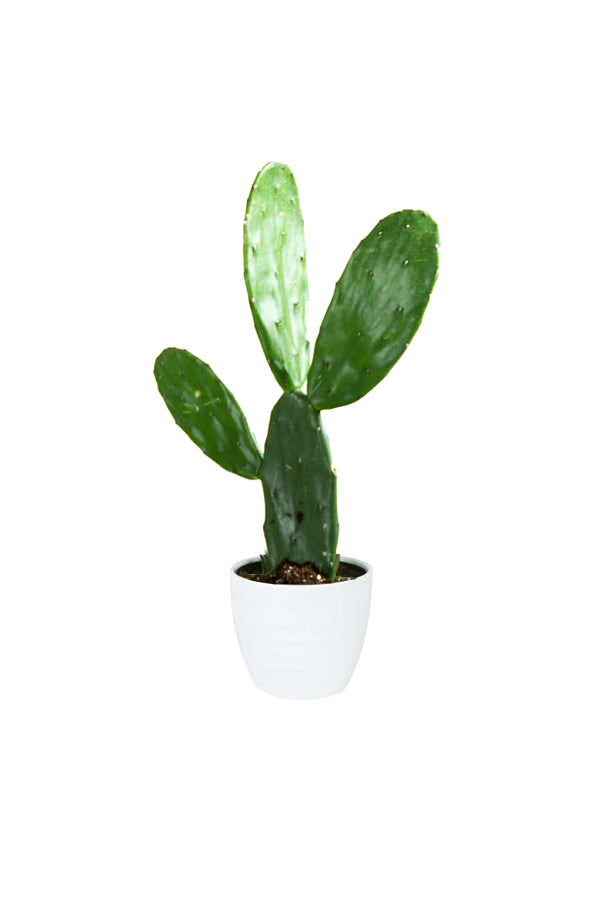 Bunny Ear Cactus With Ceramic Pot- Opuntia Microdasys