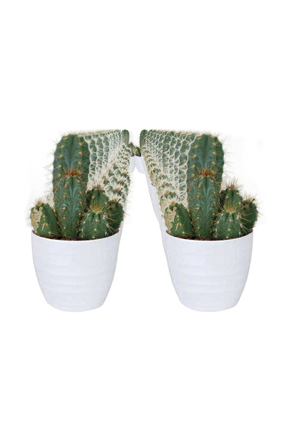 Cactus Plant-In White Ceramic Pot