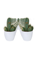 Cactus Plant-In White Ceramic Pot