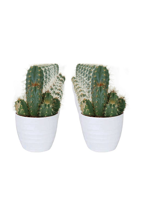 Kaktus-Pflanztopf aus weißer Keramik