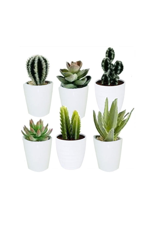 Cactus & Succelents Collection With Ceramic Pots- 5 Pcs