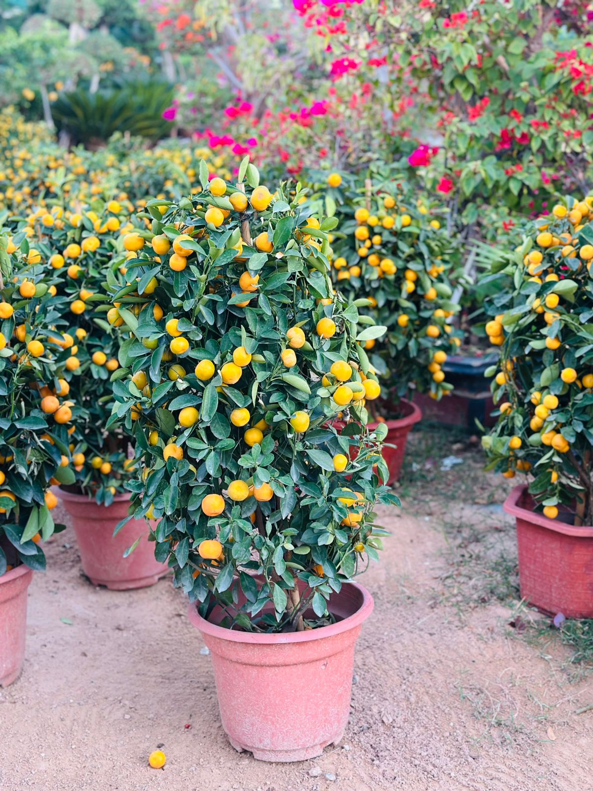 Calamansi - Citrofortunella Microcarpa