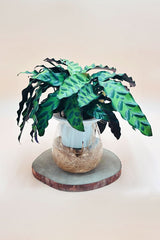 Calathea Lancifolia - Water Plant