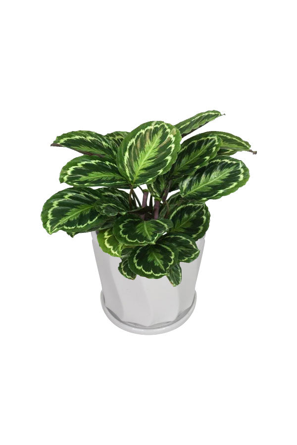 Calathea Makoyana Plant Hire - Elegant indoor plant rental for stylish spaces from Plantsworld.ae