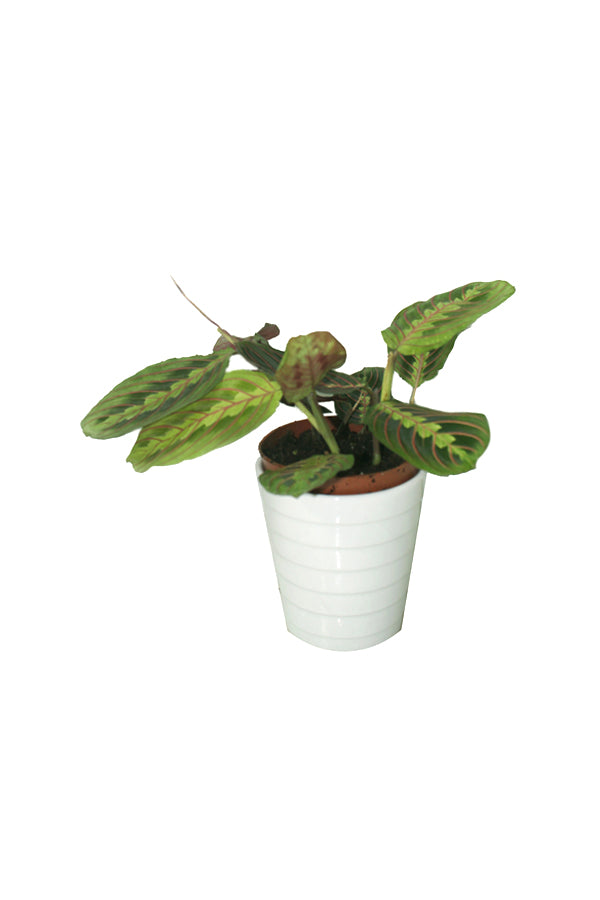 Calathea Marantha – Bürotischpflanze