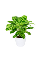 Calathea Zebrina - Indoor Plant