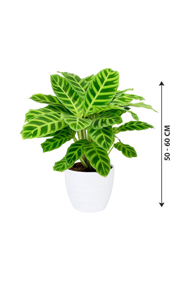 Calathea Zebrina - Indoor Plant