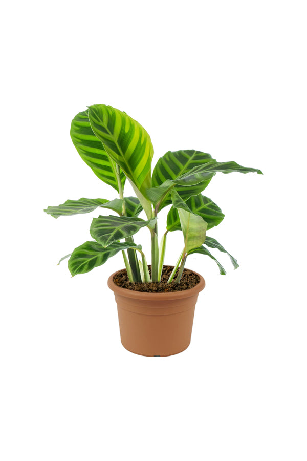 Calathea Zebrina - Indoor Plant